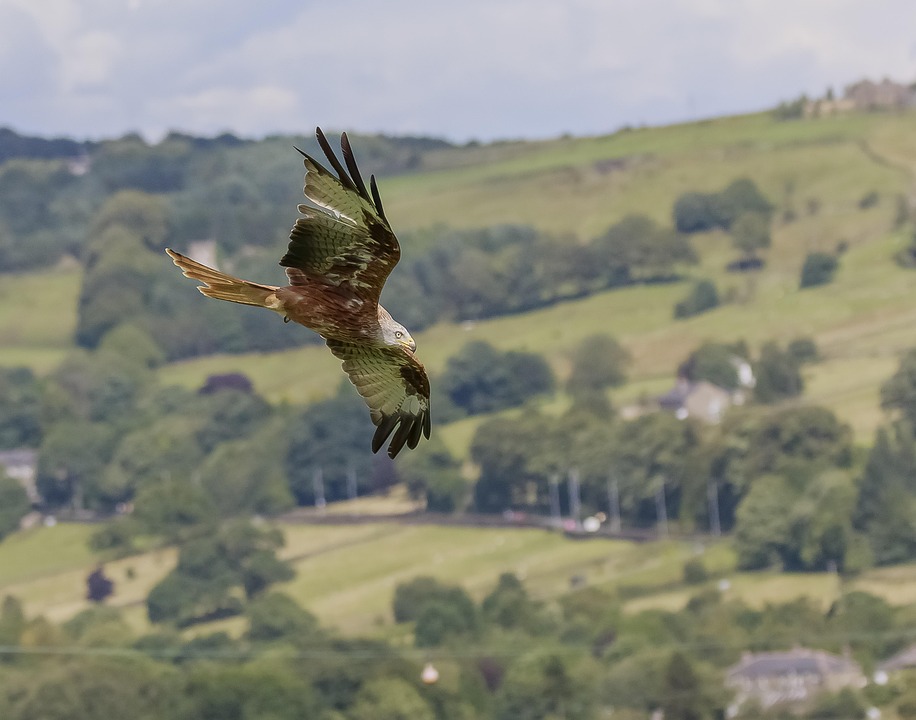 《探索伦敦大学学院：学术殿堂与杰出校友的辉煌之路》
